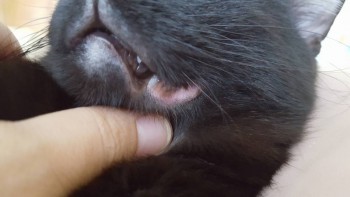 Опухла губа у кота - 20160903_142941.jpg