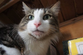 Отек подбородка у кота - DSC06308.JPG