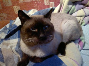 Хочется поддержать немолодого котика - BdNud3QHEW0.jpg