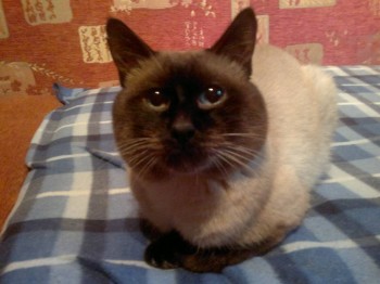 Хочется поддержать немолодого котика - ZQNC1dNGw-Y.jpg