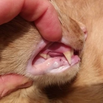 У кота болят и гниют зубы - 20180122_225035.jpg