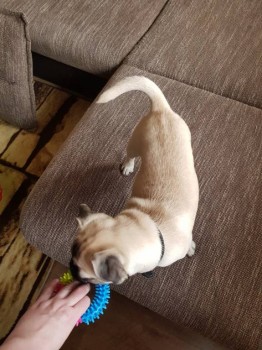 У мопса хвост не закручивается - 1518517447758610968258.jpg