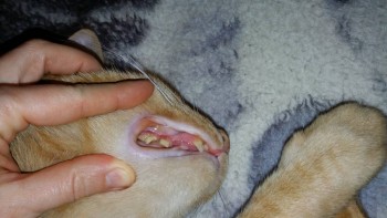 У кота болят и гниют зубы - 20180217_225305.jpg