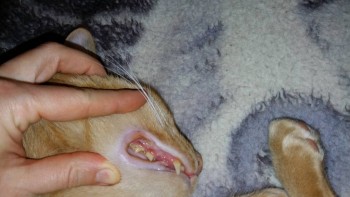 У кота болят и гниют зубы - 20180217_225308.jpg