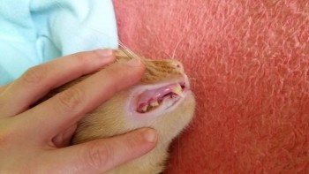 У кота болят и гниют зубы - 20180313_143243.jpg