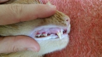 У кота болят и гниют зубы - 20180313_143506.jpg