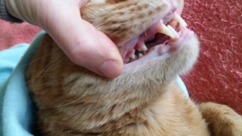 У кота болят и гниют зубы - 20180313_143957.jpg