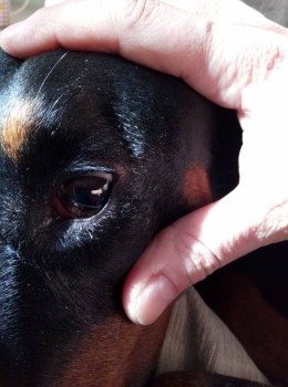 Помогите спасти глаз доберману Пожалуйста  - P80331-125813.jpg