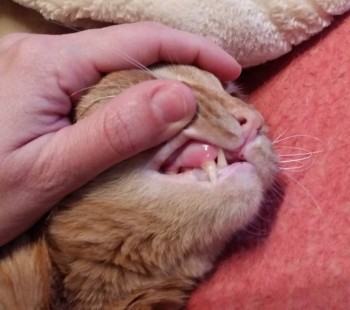 У кота болят и гниют зубы - 20180410_194915.jpg