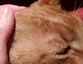 У кота болят и гниют зубы - 20180525_215633.jpg