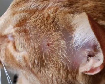 У кота болят и гниют зубы - 20180526_165026.jpg