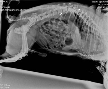 Мопс 13 лет, грыжа и шатающяяся походка - DX000447_1.jpg
