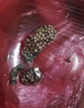 Выходят шарики на подобие камишков - IMG_20190308_153758.jpg