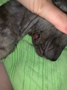 Абцессы у кота - IMG_5038.JPG