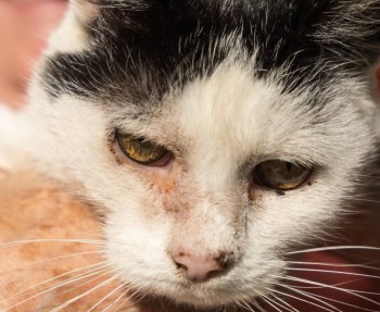 Многолетнее хроническое воспаление глаза у кошки - DSCF8274.jpg