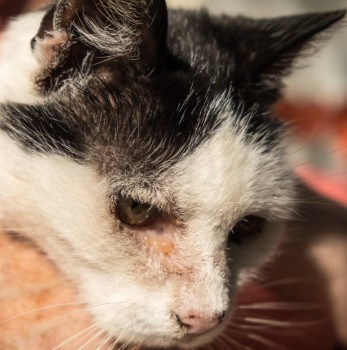 Многолетнее хроническое воспаление глаза у кошки - DSCF8275.jpg