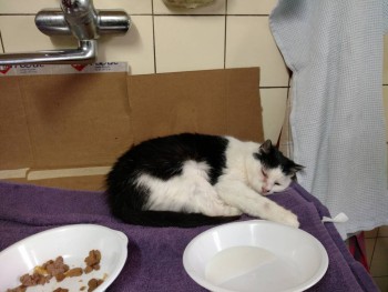 Многолетнее хроническое воспаление глаза у кошки - IMG_20191215_162251071.jpg