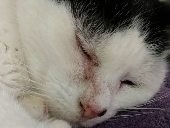 Многолетнее хроническое воспаление глаза у кошки - IMG_20191215_162305334.jpg