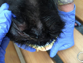 Гнойное воспаление - 8BC1F258-DD42-417E-85D1-5B28DB83D75A.jpeg