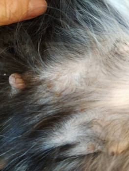 Зуд у собаки - IMG_20200714_180011.jpg