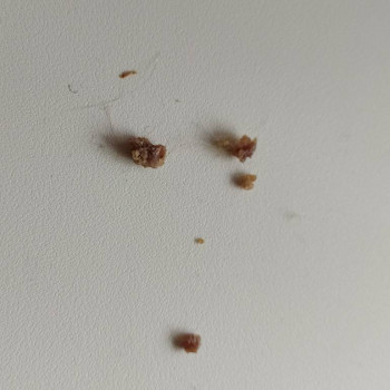 У кошки проблемы с левым ухом - IMG_20230505_132518.jpg