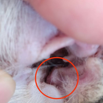 У кошки проблемы с левым ухом - IMG_20230505_171855.jpg