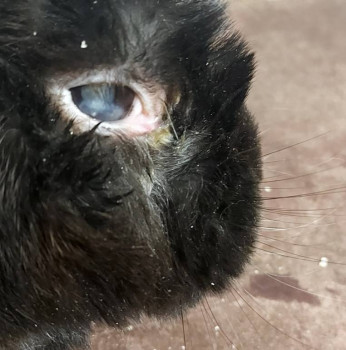 Саркома у декоративного зайчика - Screenshot_20260119_093703_Gallery.jpg