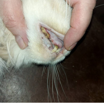 Воспаление десны у кошки - Screenshot_20260119_103652_Gallery.jpg