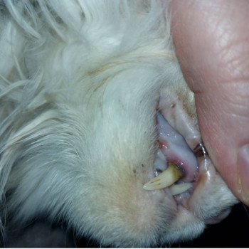 Воспаление десны у кошки - Screenshot_20260119_103657_Gallery.jpg